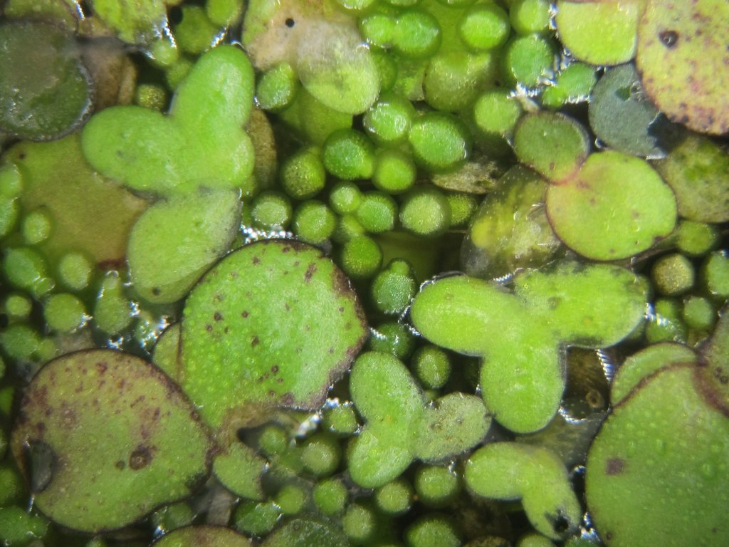 Wolffia arrhiza